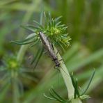 Gelbbeinige Steinfliege (Nemoura cinerea)