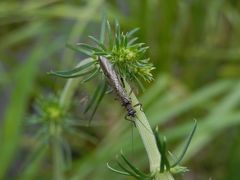 Gelbbeinige Steinfliege (Nemoura cinerea)