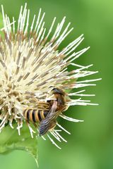 Gelbbinden Furchenbiene (Halictus scabiosae)