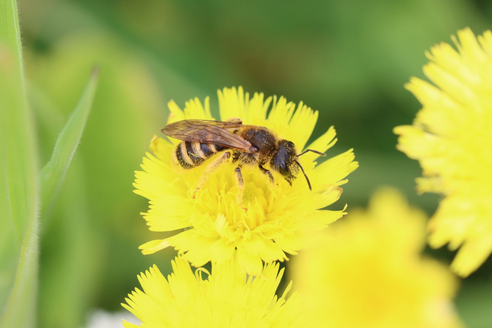 Gelbbindige Furchenbiene (Halictus scabiasae) Foto & Bild natur
