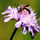 Gelbbindige Furchenbiene (halictus scabiosae) 1.0