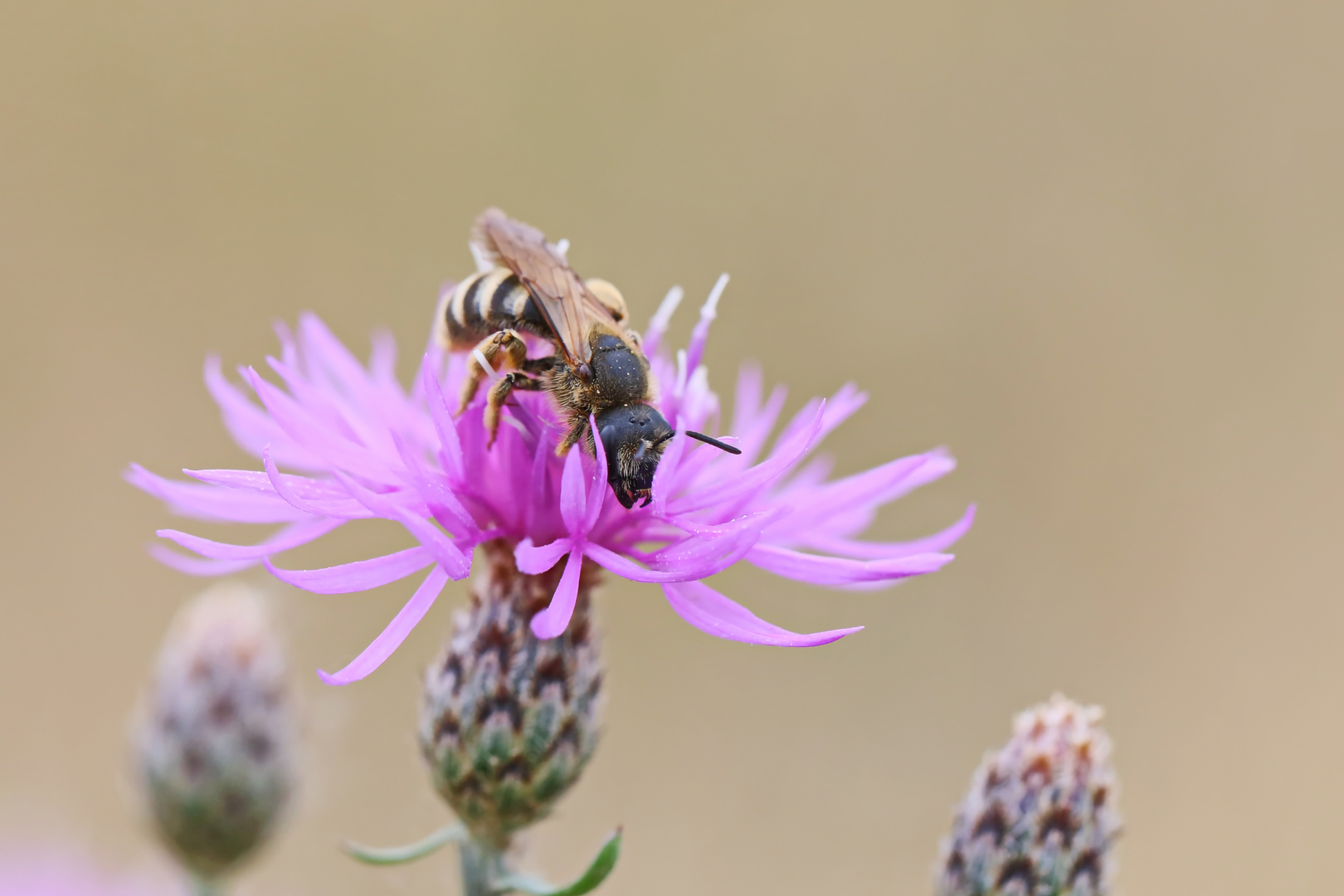 Gelbbindige Furchenbiene (Halictus scabiosae)