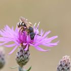 Gelbbindige Furchenbiene (Halictus scabiosae)