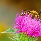 Gelbbindige Furchenbiene (Halictus scabiosae)