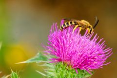 Gelbbindige Furchenbiene (Halictus scabiosae)