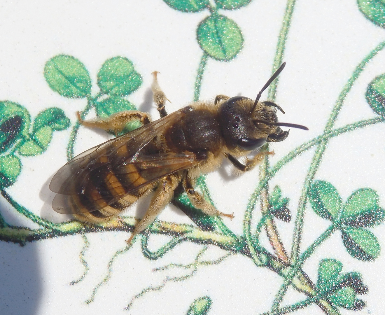 Gelbbindige Furchenbiene (Halictus scabiosae)