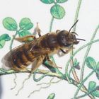 Gelbbindige Furchenbiene (Halictus scabiosae)