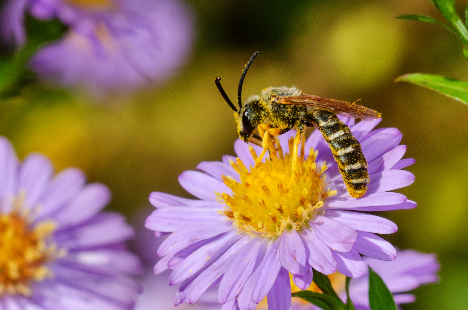 Gelbbindige Furchenbiene (Halictus scabiosae)