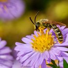 Gelbbindige Furchenbiene (Halictus scabiosae)