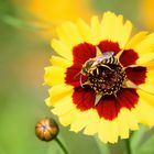 Gelbbindige Furchenbiene (Halictus scabiosae), great banded furrow-bee