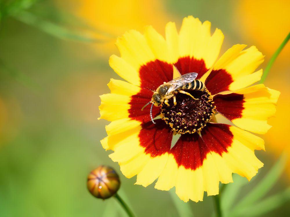 Gelbbindige Furchenbiene (Halictus scabiosae), great banded furrow-bee