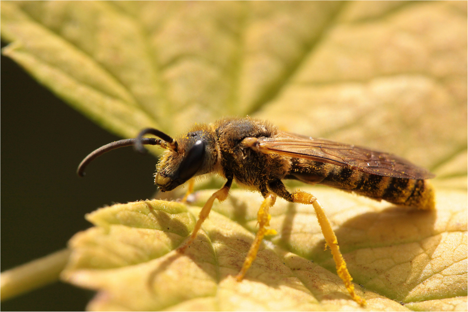 Gelbbindige Furchenbiene (Halictus scabiosae), Männchen Foto & Bild