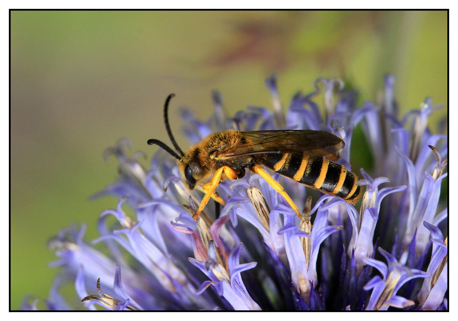 Gelbbindige Furchenbiene (Halictus scabiosae) - Männchen