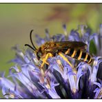 Gelbbindige Furchenbiene (Halictus scabiosae) - Männchen