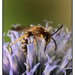 Gelbbindige Furchenbiene (Halictus scabiosae) - Männchen