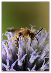 Gelbbindige Furchenbiene (Halictus scabiosae) - Männchen