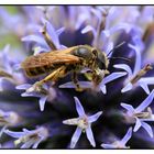 Gelbbindige Furchenbiene (Halictus scabiosae) - Weibchen