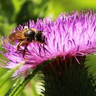 Gelbbindige Furchenbiene (Halictus scabiosae), Weibchen