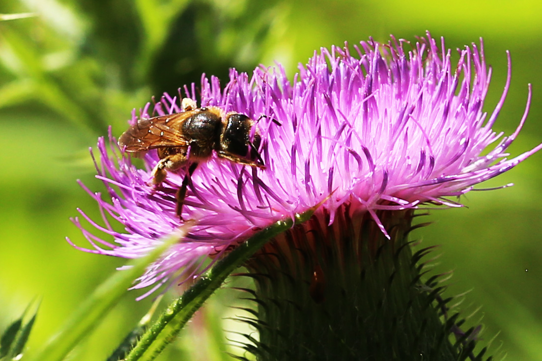 Gelbbindige Furchenbiene (Halictus scabiosae), Weibchen