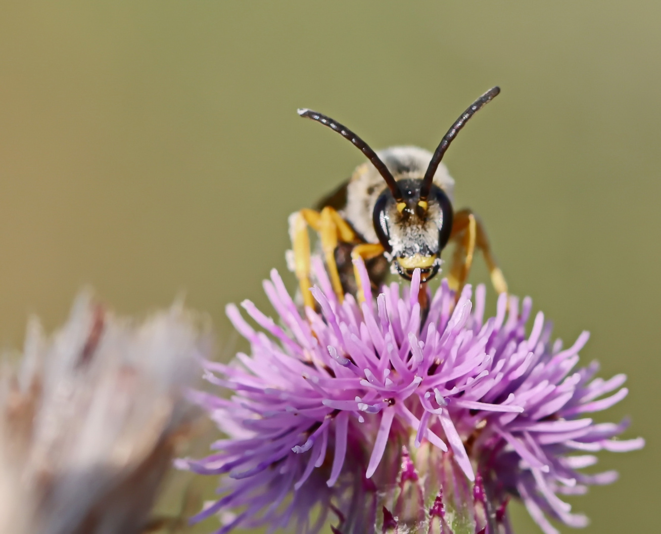 Gelbbindige Furchenbiene,Halictus scabiosae