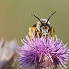 Gelbbindige Furchenbiene,Halictus scabiosae