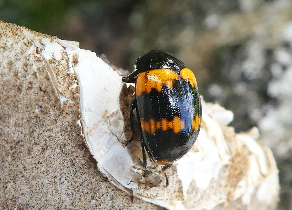 Gelbbindiger Schwarzkäfer