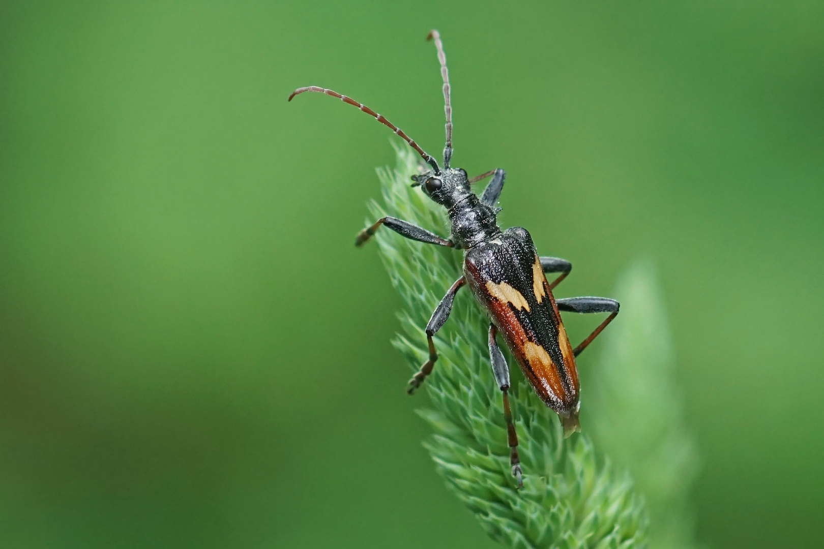 Gelbbindiger Zangenbock (Rhagium bifasciatum)