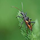 Gelbbindiger Zangenbock (Rhagium bifasciatum)