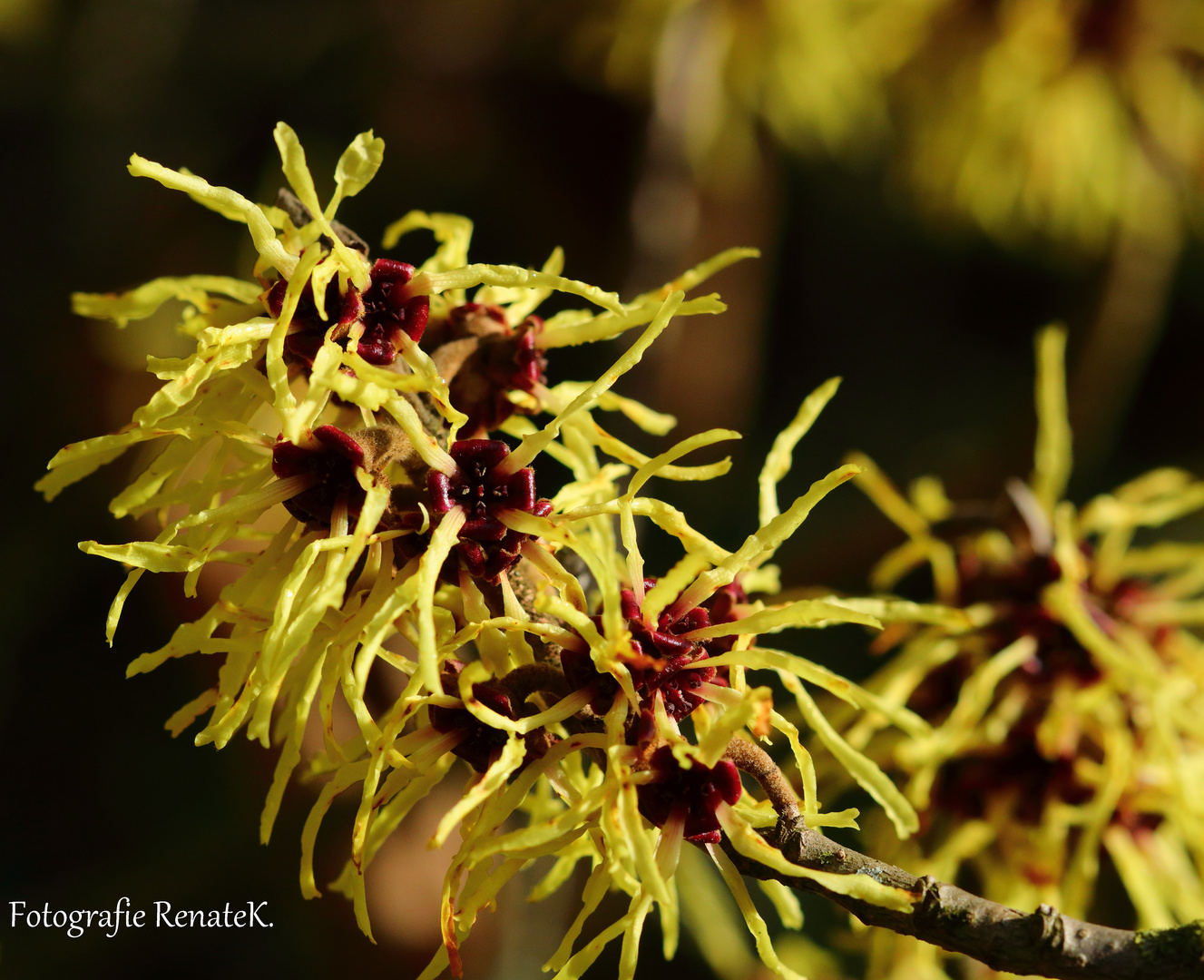 Gelbblühende Hamamelis