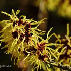 Gelbblühende Hamamelis