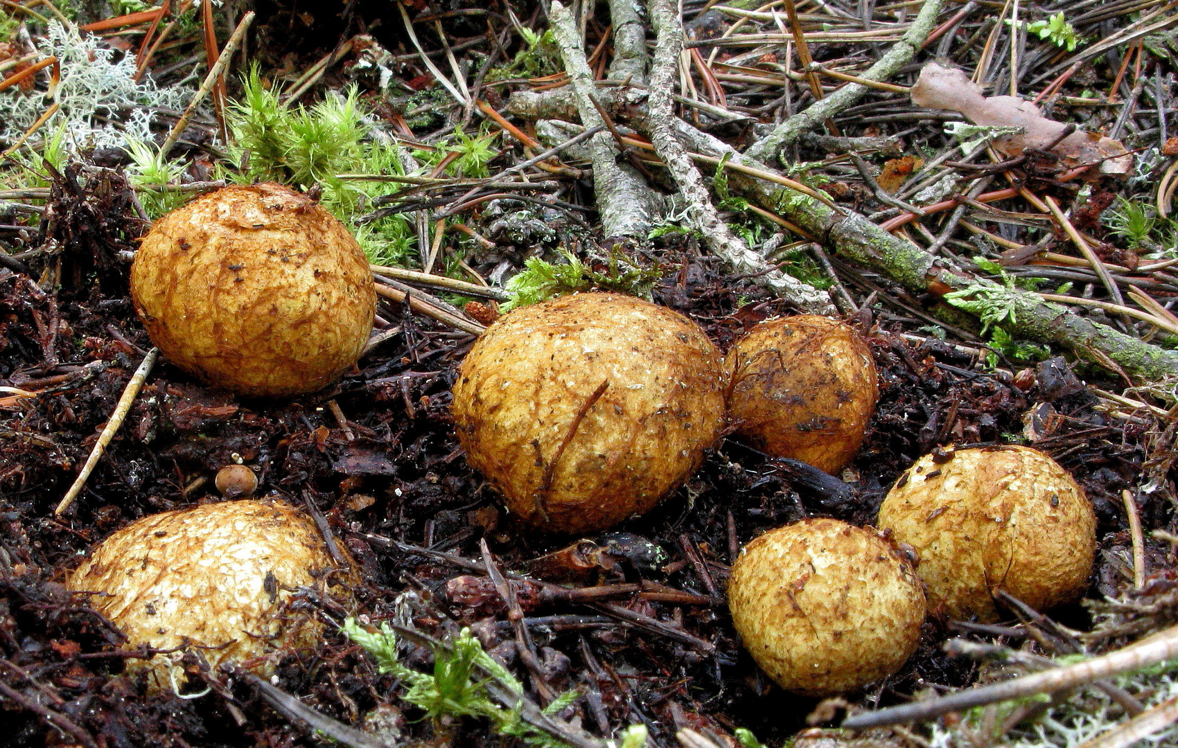 Gelbbräunliche Wurzeltrüffel (Rhizopogon luteolus)