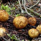 Gelbbräunliche Wurzeltrüffel (Rhizopogon luteolus)