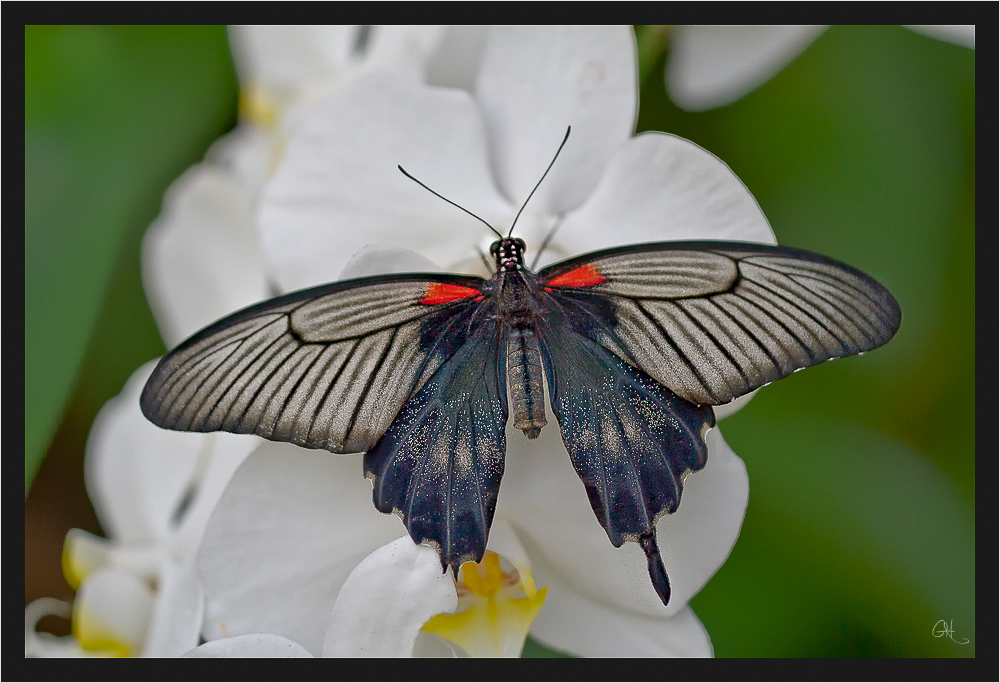 Gelbbrand-Schwalbenschwanz ( Papilio lowii )