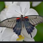 Gelbbrand-Schwalbenschwanz ( Papilio lowii )