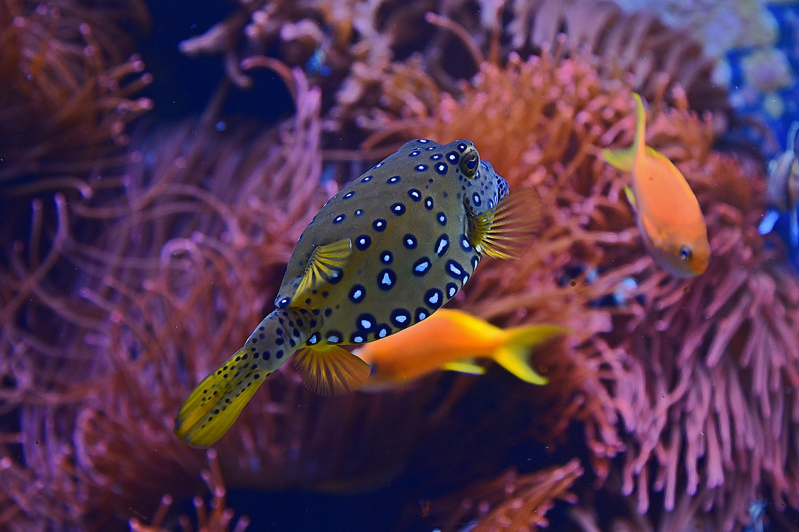 Gelbbrauner Kofferfisch (Ostracion cubicus)