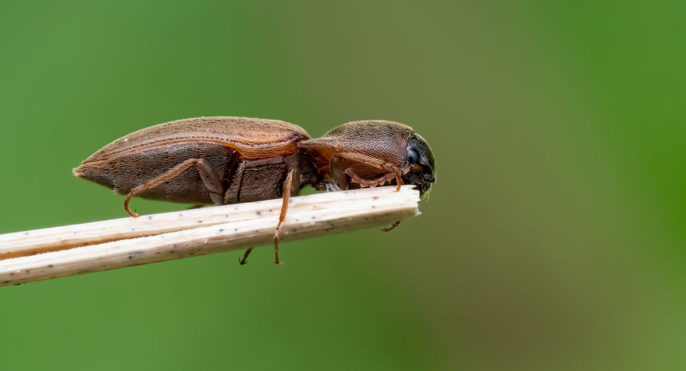 Gelbbrauner Schnellkäfer