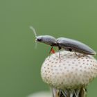 Gelbbrauner Schnellkäfer