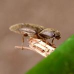 Gelbbrauner Schnellkäfer (Agriotes sputator) beim Futtern