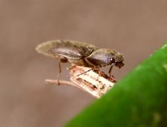 Gelbbrauner Schnellkäfer (Agriotes sputator) beim Futtern