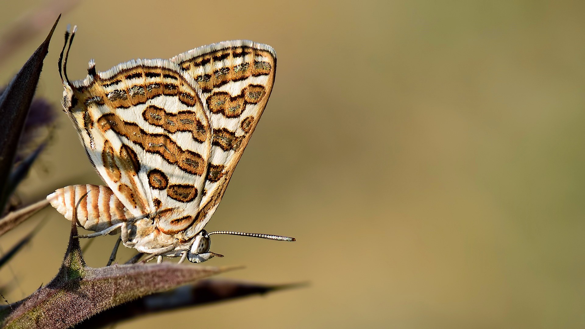 Gelbbrauner Silverline Schmetterling