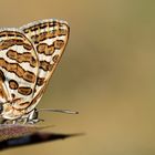 Gelbbrauner Silverline Schmetterling