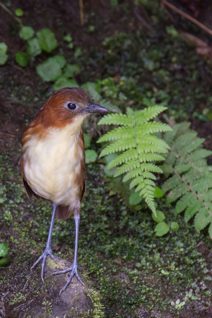 Gelbbrust-Ameisenpitta (Grallaria flavotincta), Tandayapa , Ecuador