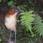 Gelbbrust-Ameisenpitta (Grallaria flavotincta), Tandayapa , Ecuador