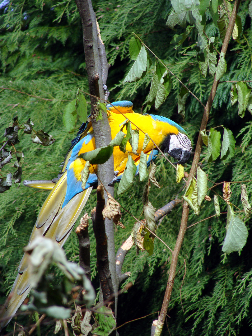 Gelbbrustara (Ara Ararauna)