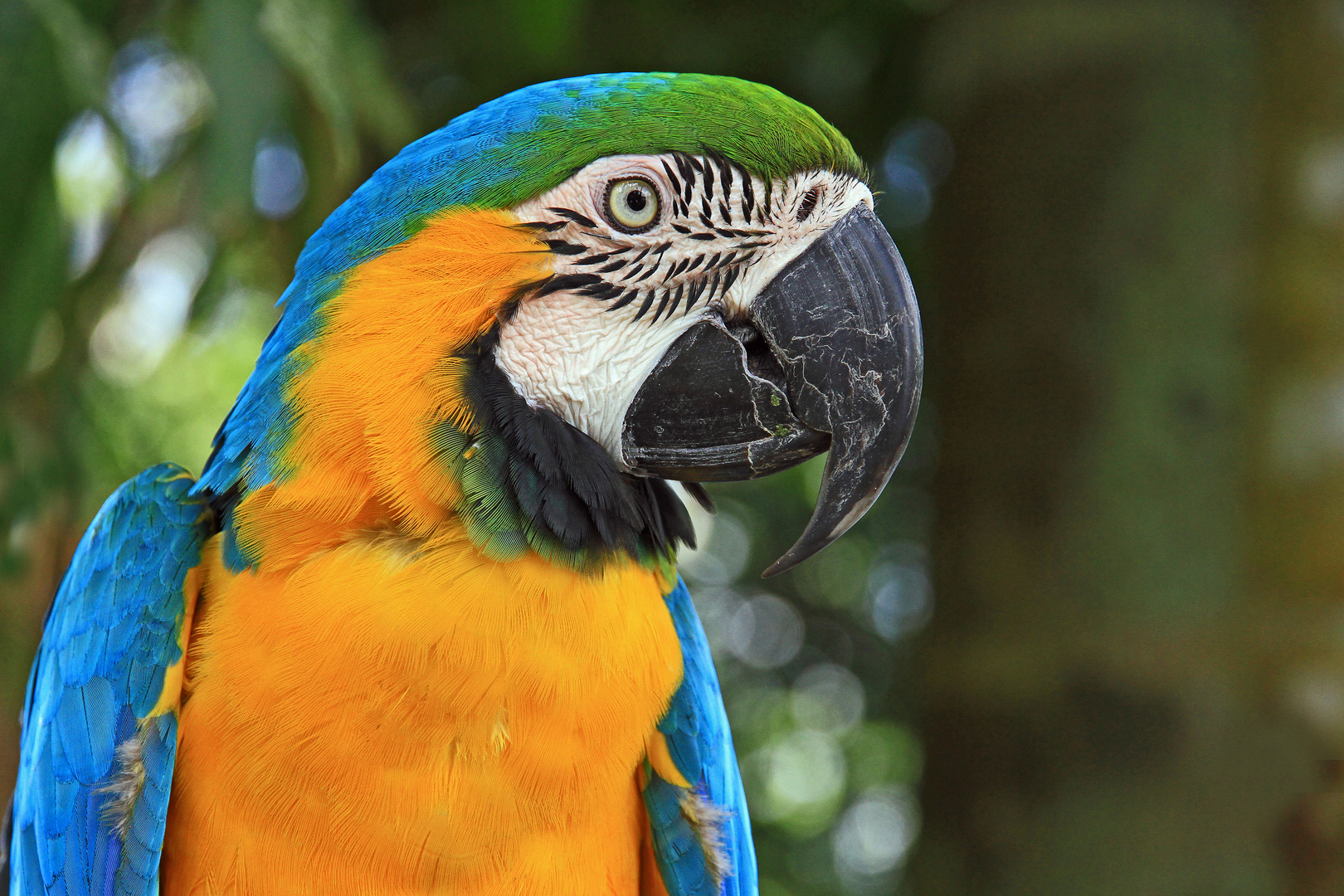 Gelbbrustara (Ara ararauna), Orinoco, Venezuela Foto & Bild | south