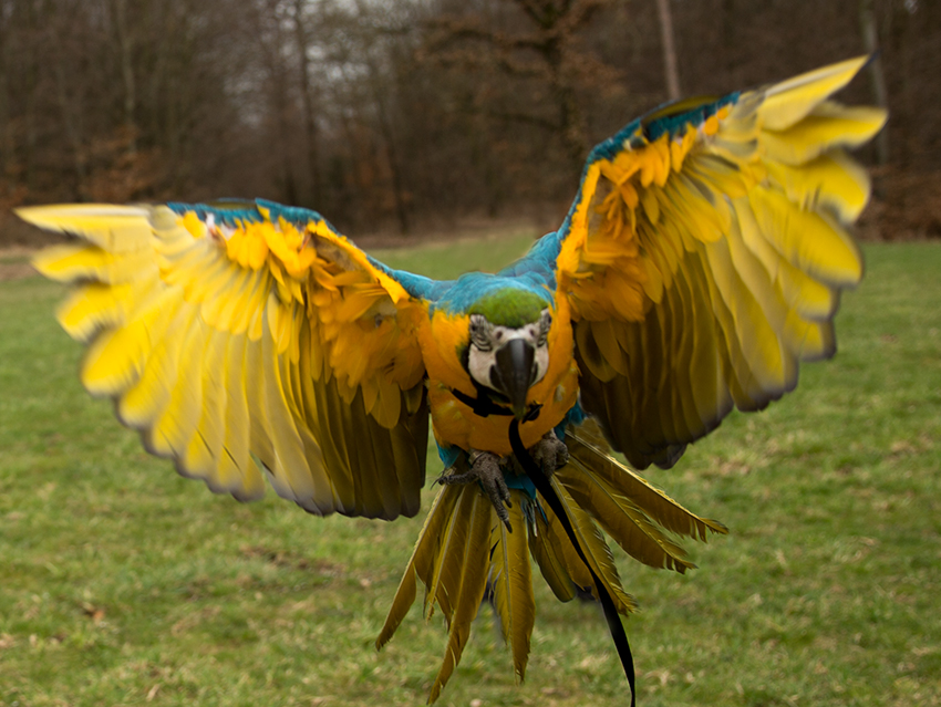 Gelbbrustara im Flug mit Aviator