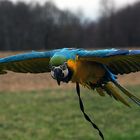 Gelbbrustara im Flug mit Aviator auf dem Feld