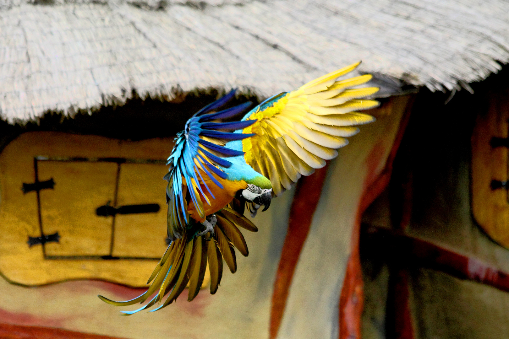 Gelbbrustara im Vogelpark Marlow