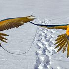 Gelbbrustaras als Schneeflieger