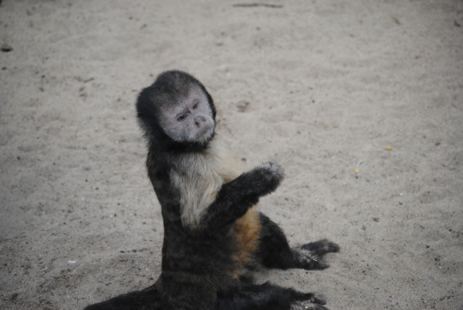 Gelbbrustkapuziner (Männchen)